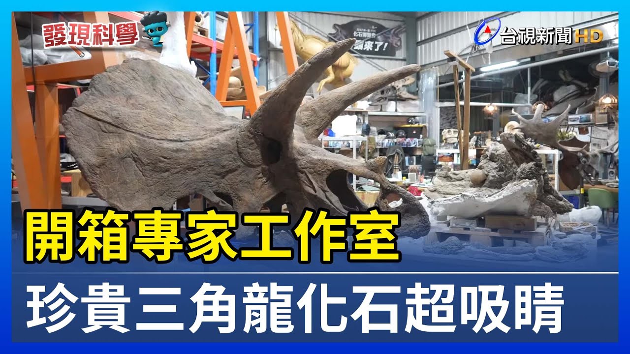 開箱專家工作室 珍貴三角龍化石超吸睛【發現科學】
