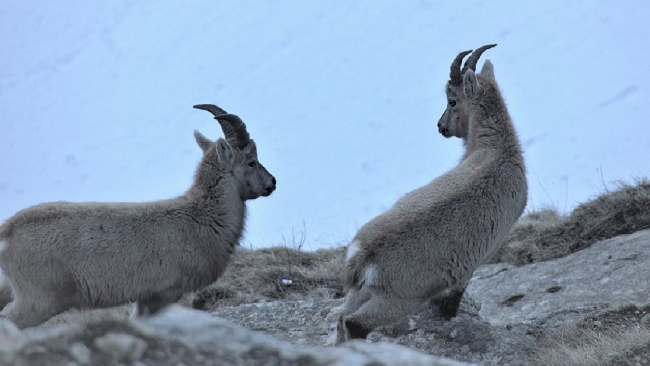 Chamois et bouquetins - Bonneval sur arc