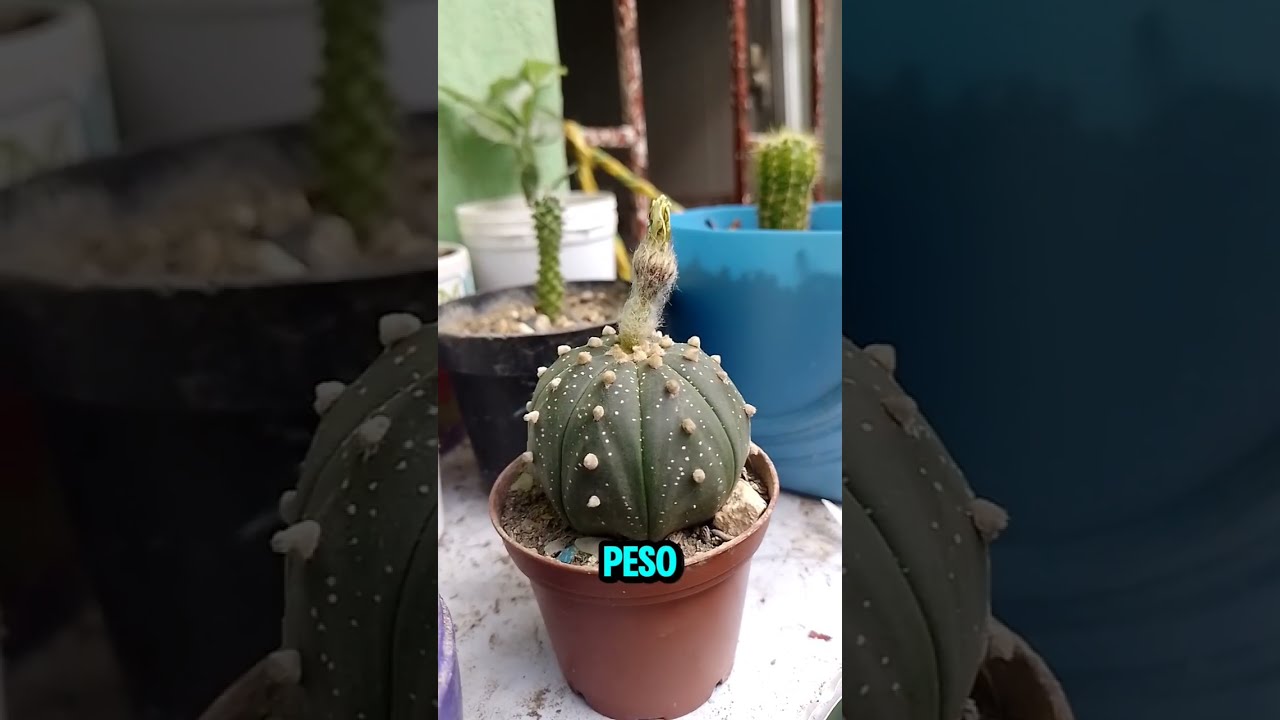 Los cactus no siempre te dan alegría. 