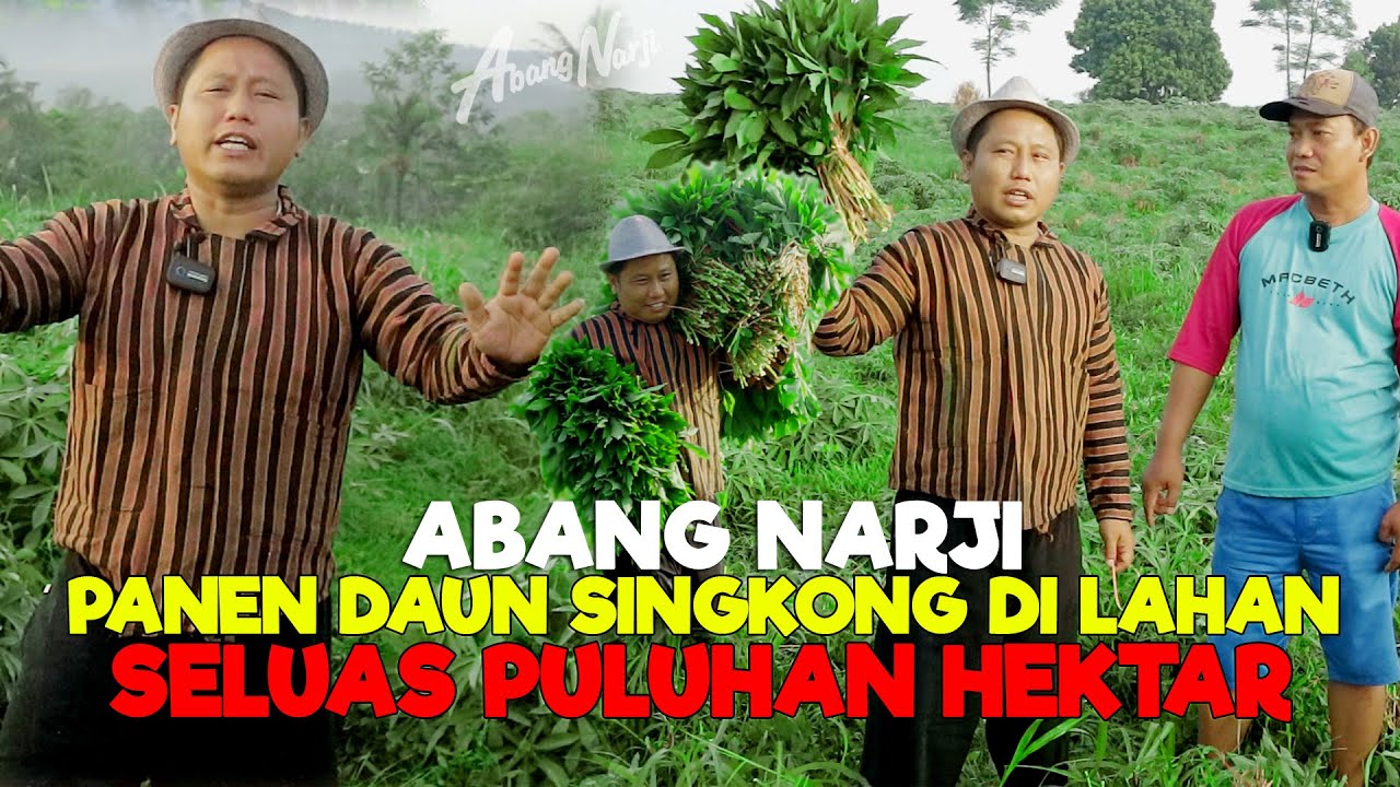 ABANG NARJI PANEN DAUN SINGKONG DI LAHAN SELUAS PULUHAN HEKTAR || UNTUNG BESAR - JURAGAN LAHAN