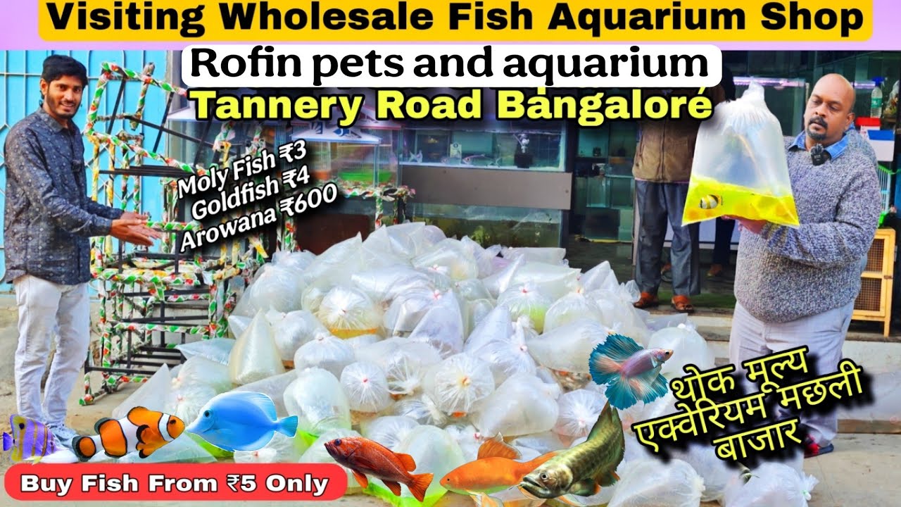 wholesale aquarium fish market in Bangalore | Rofin Aquarium & Pets,