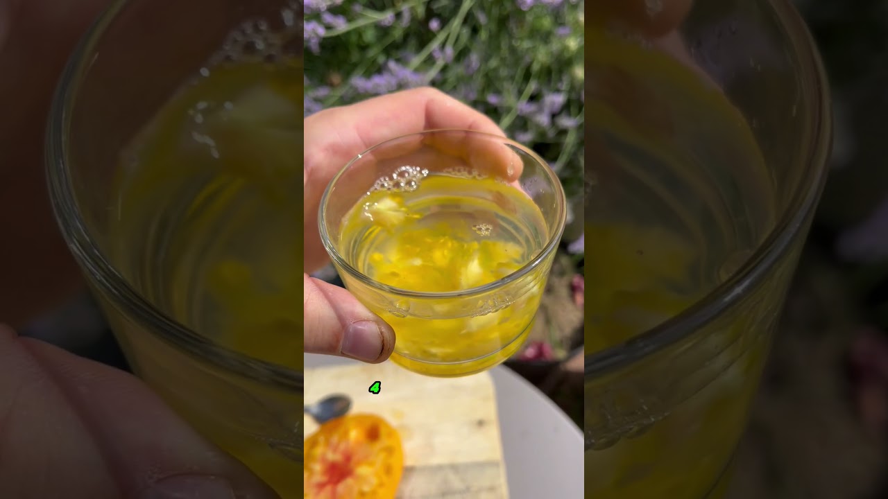 R&eacute;colter les graines de tomates 🍅