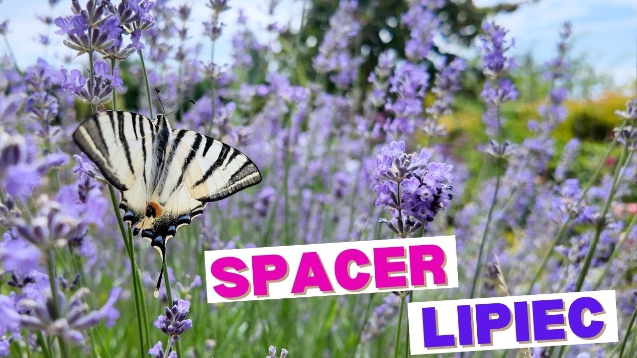 SPACER PO OGRODZIE W POŁOWIE LIPCA | CO KWITNIE? CO CIĄĆ? JAK MAJĄ SIĘ RÓŻE  🌹 MRÓWKI kret CHWASTY