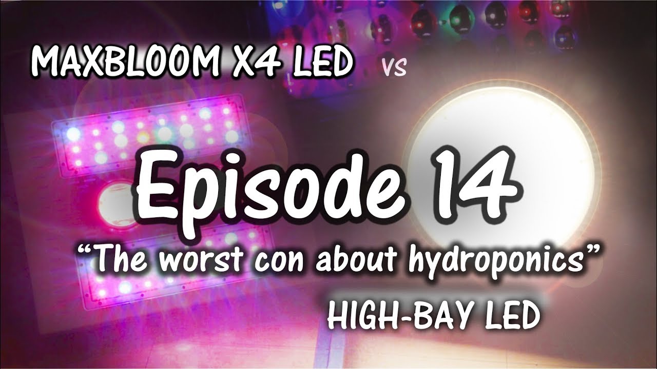 MaxBloom против High Bay LED Grow Light. Эпизод 14 (Игра окончена, но...)