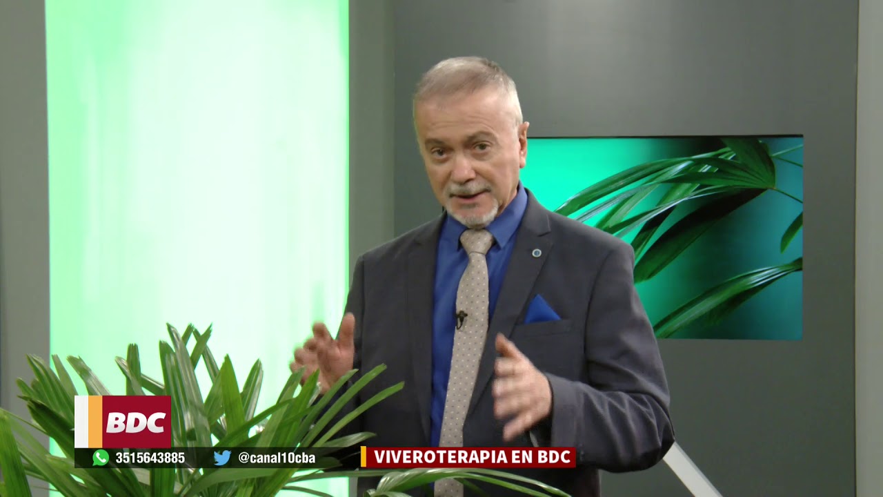 Cuidados y secretos de la Palmera Raphis