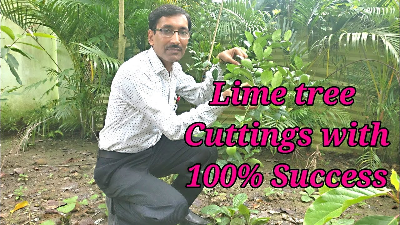 How to take Lime / Lemon tree Cuttings with 100 % Success.