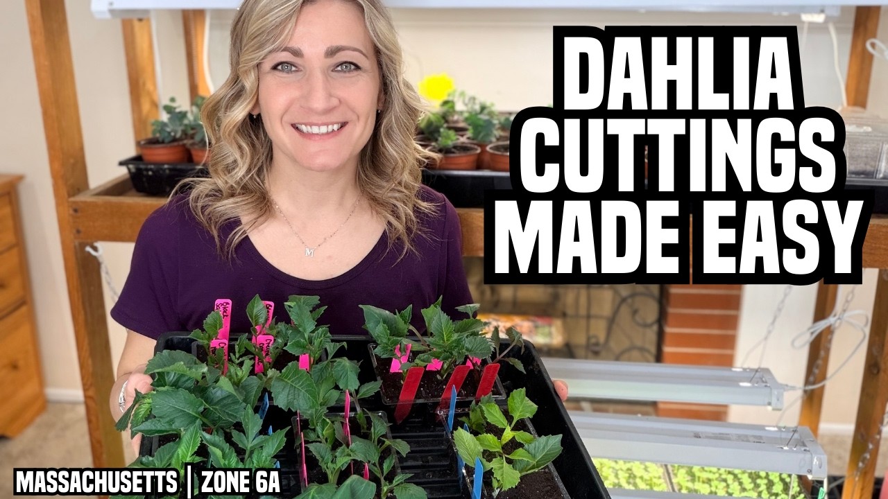 How I Take Dahlia Cuttings to Multiply My Tubers (Beginner Friendly!)