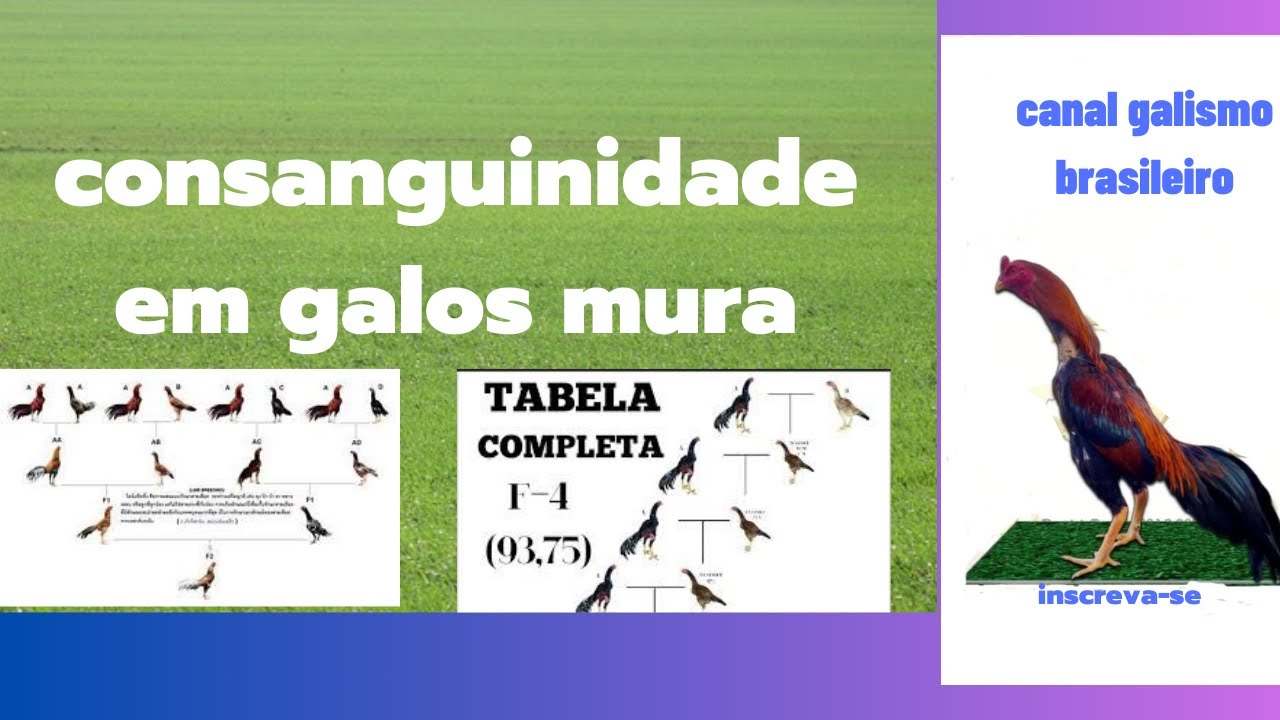 consanguinidade em galos mura visao geral prof Gabriel Hamerski