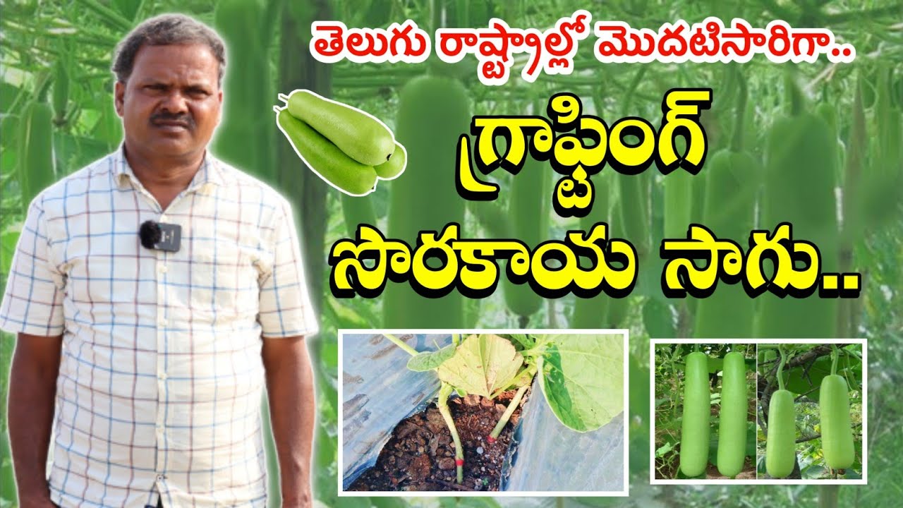 గ్రాఫ్టింగ్ సొరకాయ సాగు | Grafting Bottle Guard Cultivation | Grafting Vegetables | Shiva Agriclinic