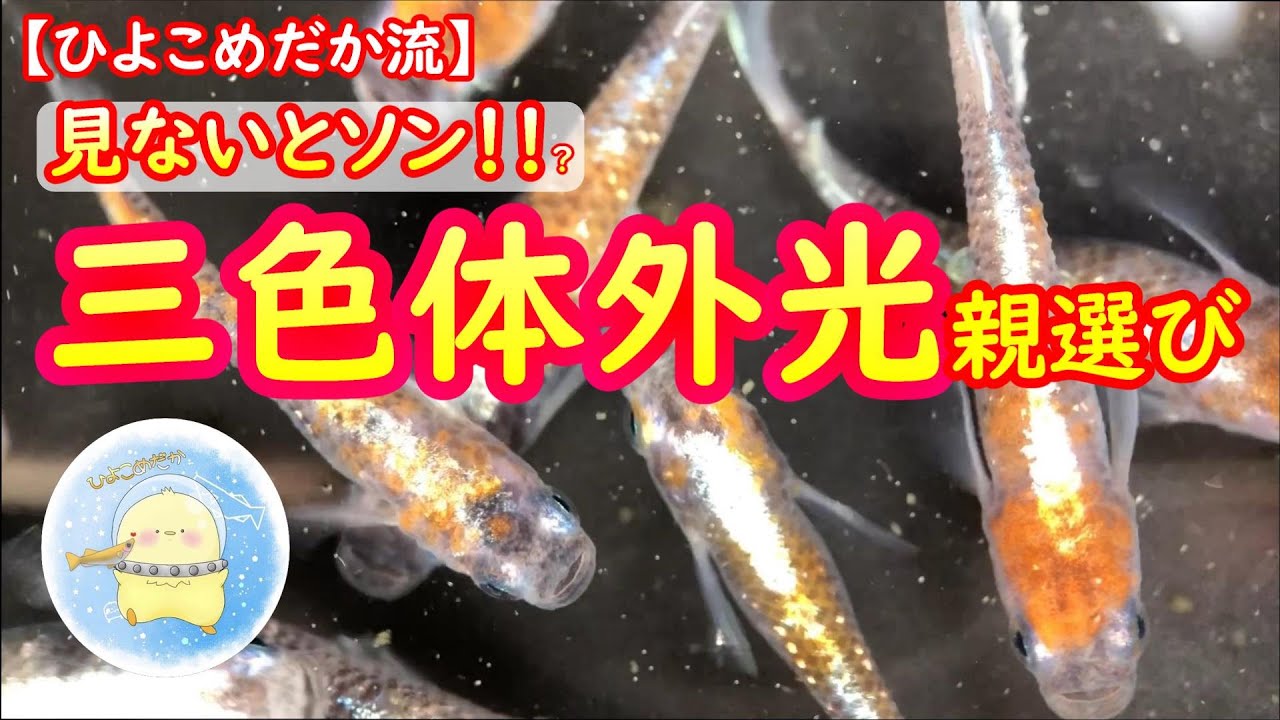 【ひよこめだか流】日本一分かりやすい❗️三色体外光親選び!!概要欄に目次あります【ひよこめだか/メダカ飼育】