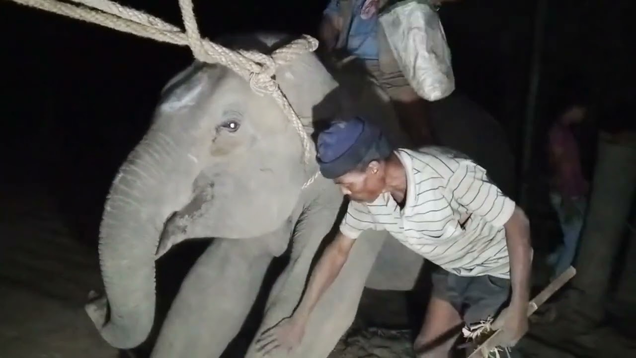 Elephant training part3