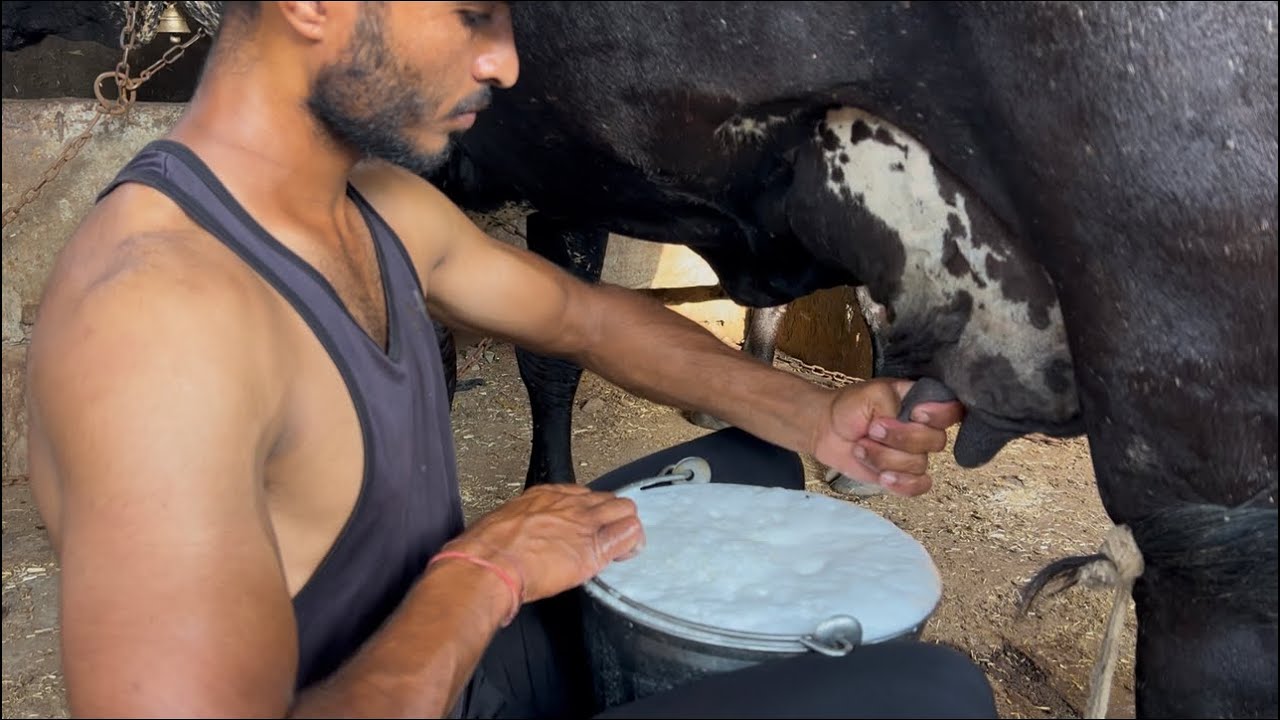 Top Gir cross cow 🐄 for sale 🔥 8619668391 #cow #cow_milking @dairyvloge8514 