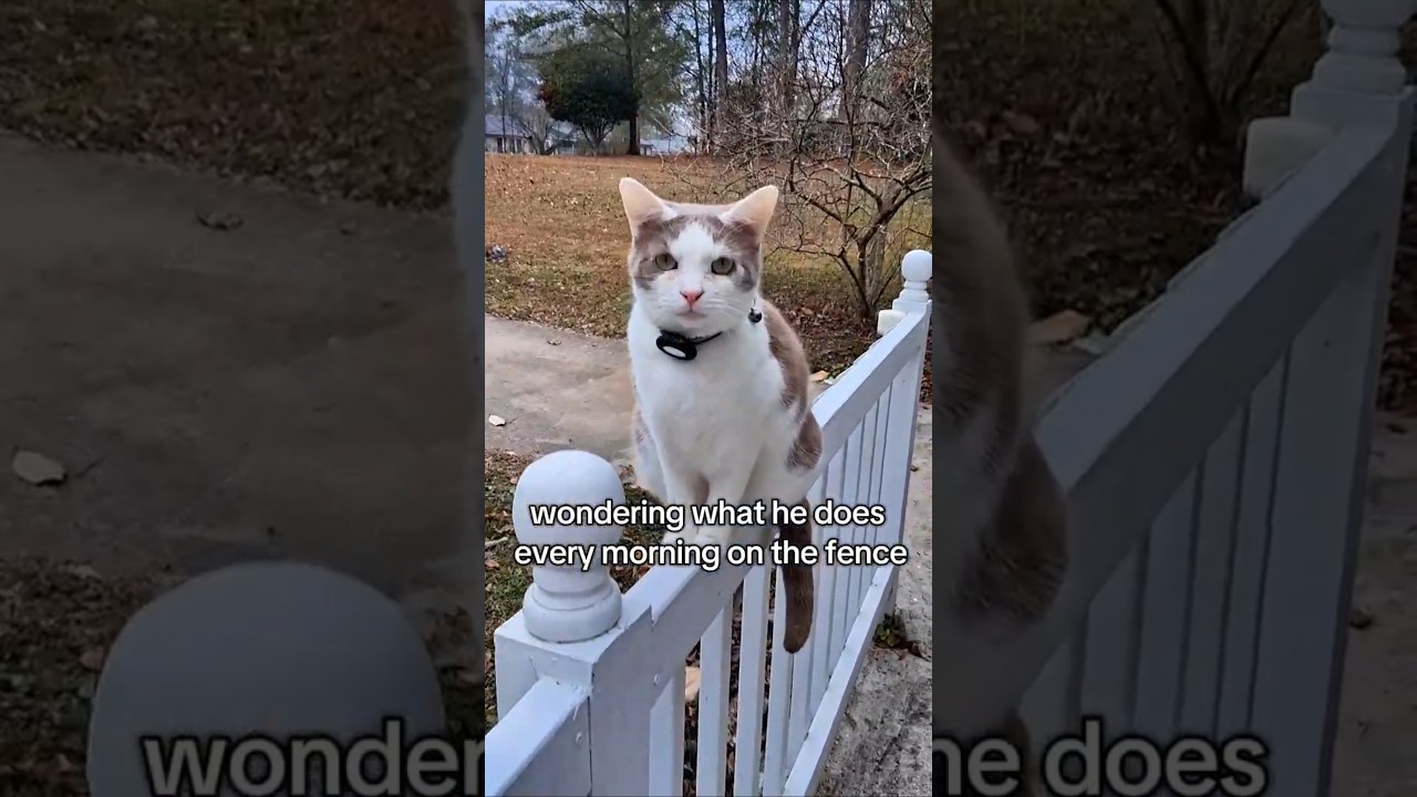 Cat is the nosiest neighbor (he just doesn't like to be watched the same way)