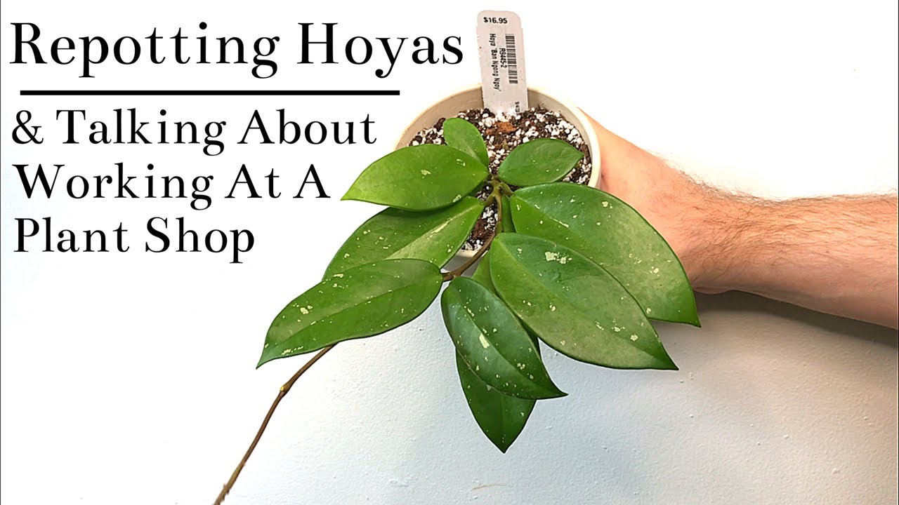 Repotting Hoyas & Talking About Working At A Plant Store