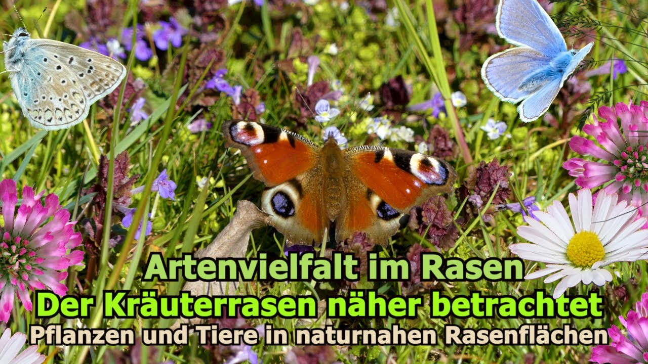 Artenvielfalt im Rasen: 20 heimische Wildblumen für einen bunten Kräuterrasen im Naturgarten 