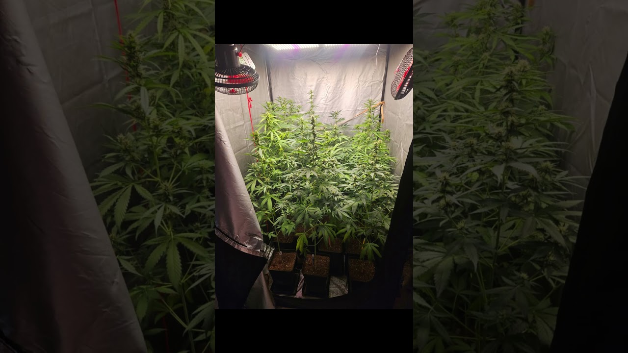 CULTIVO 1X1METRO 250WATTS 14 EJEMPLARES