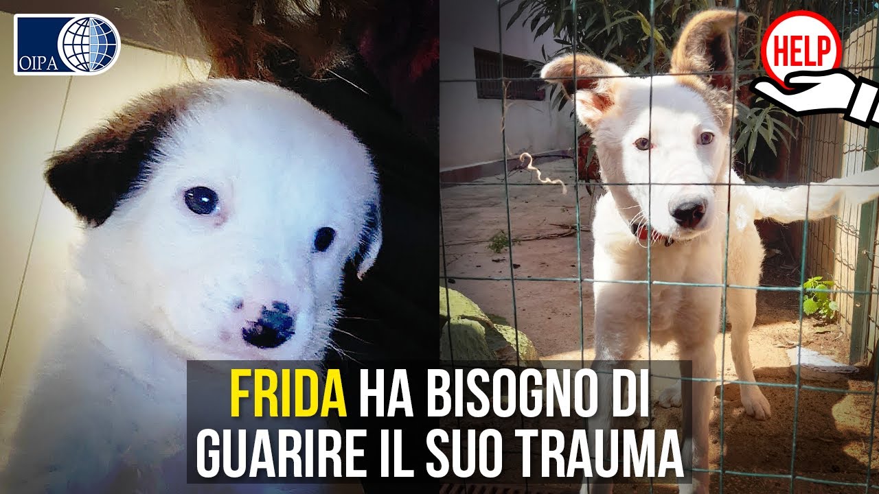 APPELLO: Cucciola traumatizzata recuperata sotto la pioggia! Ora a Frida, 7 mesi, serve una diagnosi