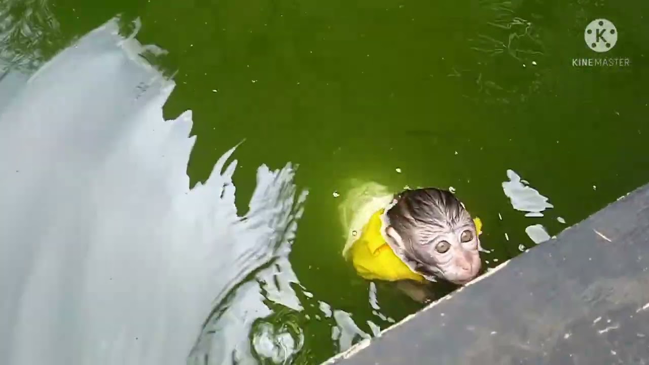 The monkey(Chiko) didn't shoot because he fell into the pool