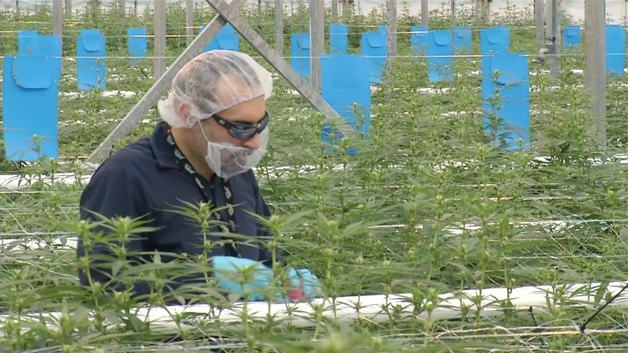 What you need to know about Canada's Cannabis Act