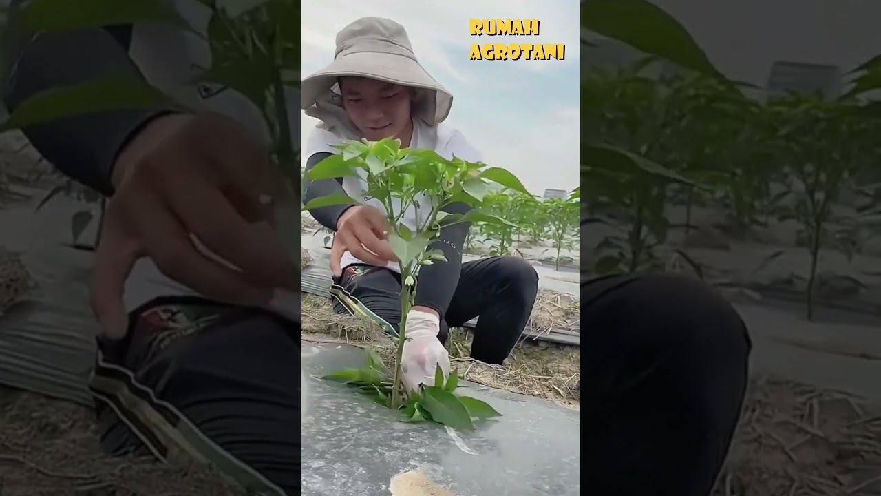 Begini Cara Prunning Cabe di Thailand