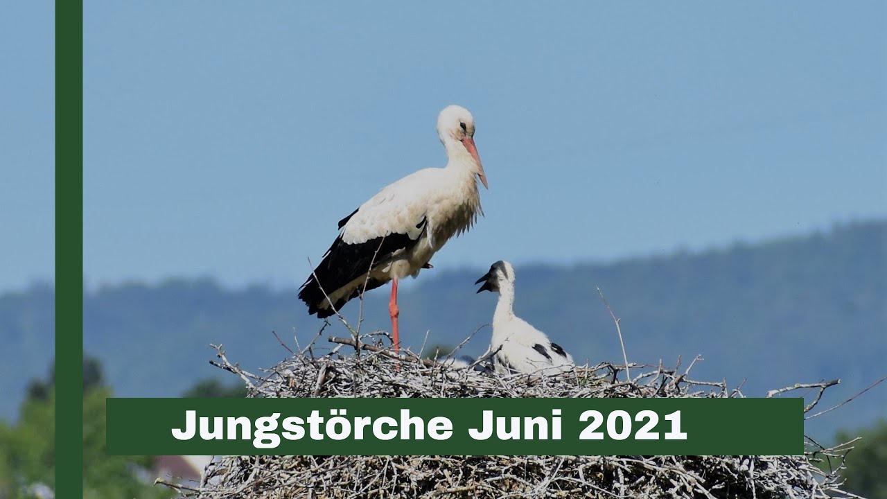 Wunderbare Aufnahmen von Jungstörchen im Juni 2021.