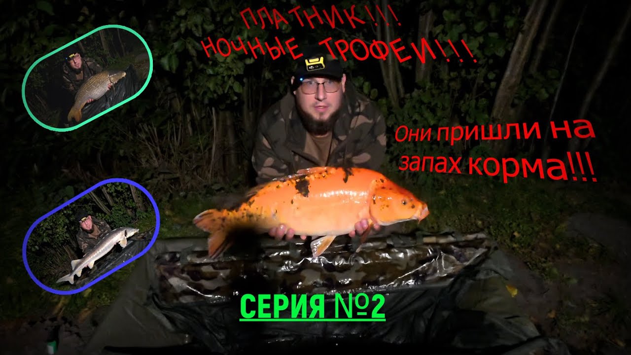 Карп фишинг на платном водоёме.. 2 СЕРИЯ...