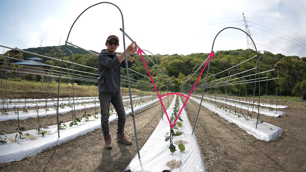 ナスの仕立て角度で収穫量は変化します V-log'25