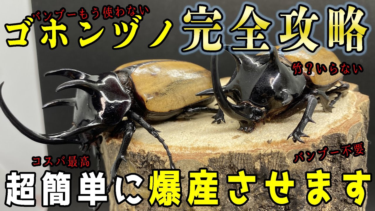 見ないと損！【有料級情報解禁】ゴホンヅノカブトをバンブーマットを使わずに爆産させる産卵セットの方法と幼虫飼育…教えます