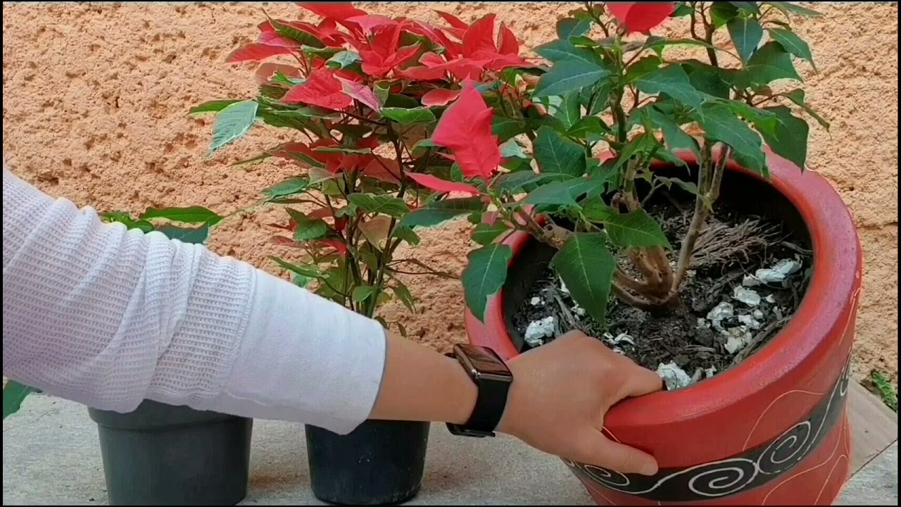 Nochebuenas o Flor de pascua. Los secretos que nadie te cuenta