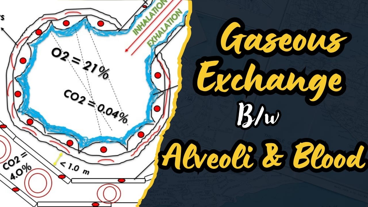 Gas Exchange Between Alveoli &Blood Capillaries |Characteristics& Adaptations of Respiratory Surface