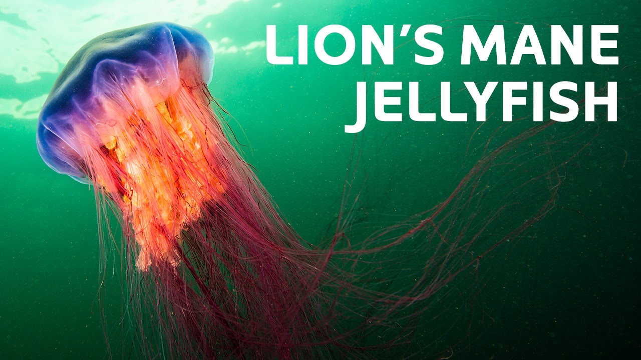 From Reefs to Wrecks: Meeting The Underwater Ocean Giants | Blue World TV