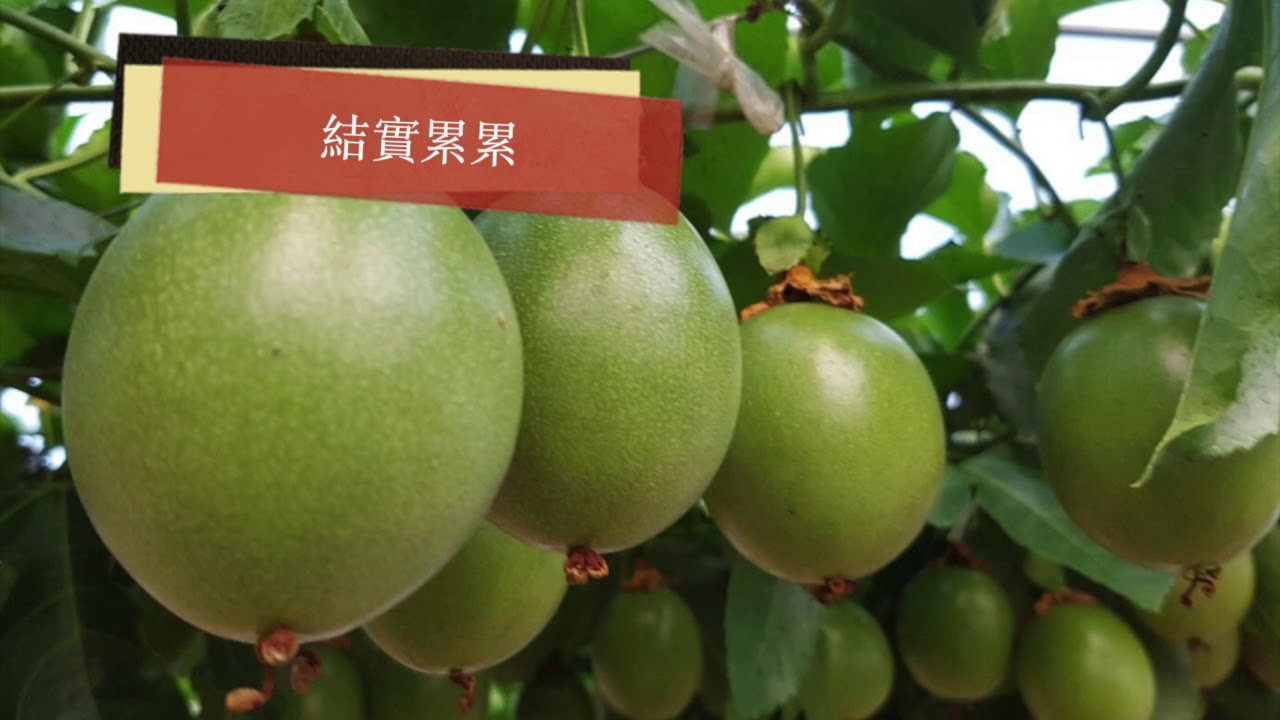百香果栽種管理