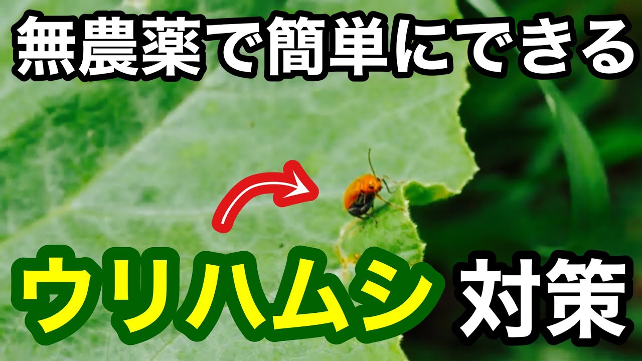 【無農薬の虫食い対策】ウリ科野菜をウリハムシに食われにくくする方法［カボチャ･キュウリ･スイカ･メロン/自然農］