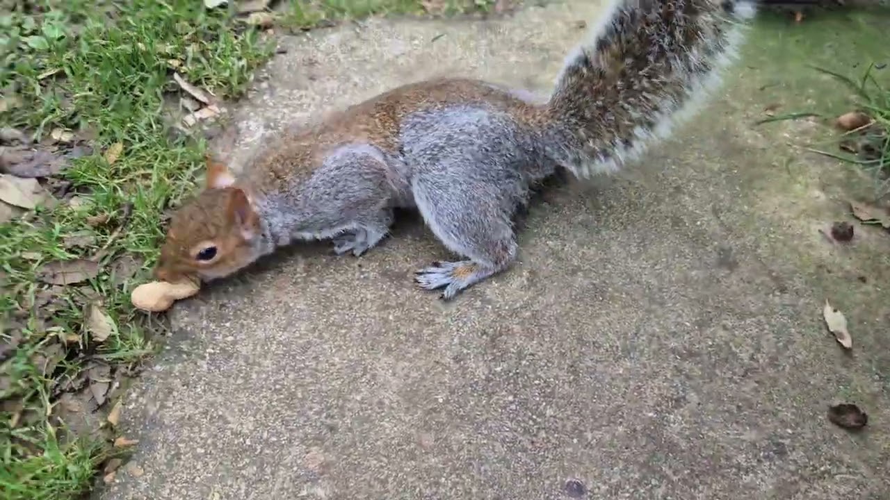 Squirrels in Hotham Park 26th January 
