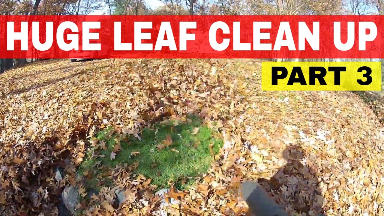 Huge Fall Clean-up using my Husqvarna 570BTS - Part 3