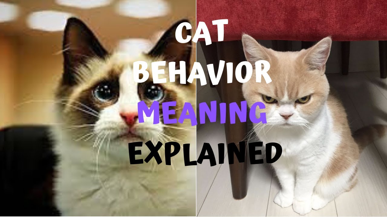 CAT BEHAVIOR MEANING EXPLAINED