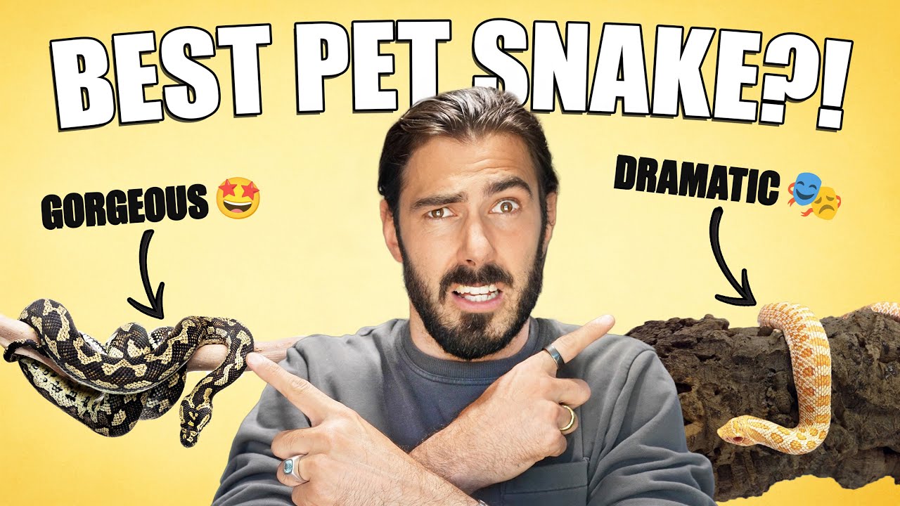 STOP! Don’t Pick a Pet Snake Until You Watch This!