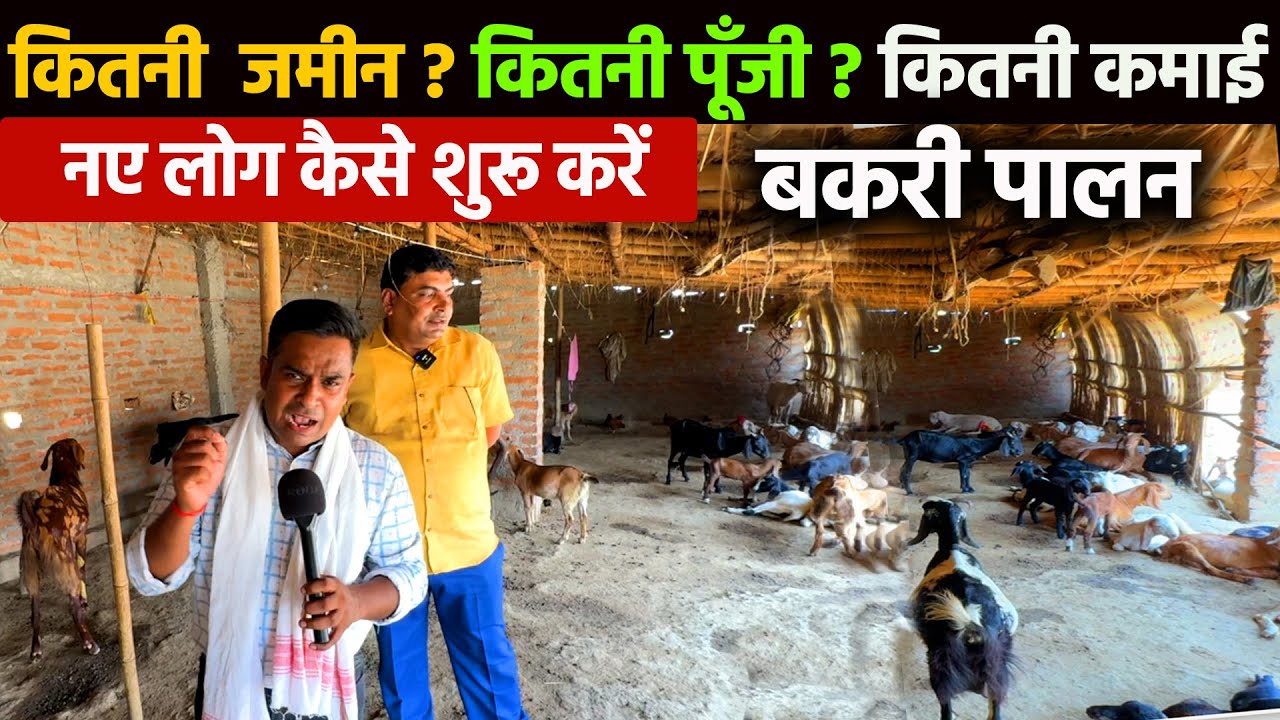 नए लोग बकरी पालन कैसे शुरू करें Goat Farming Business के लिए कितनी जमीन? कितनी पूँजी? कितना प्रॉफिट?