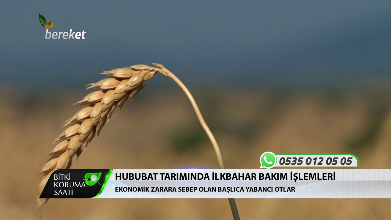 Bitki Koruma Saati - Hububat Tarımında İlkbahar Bakım İşlemleri