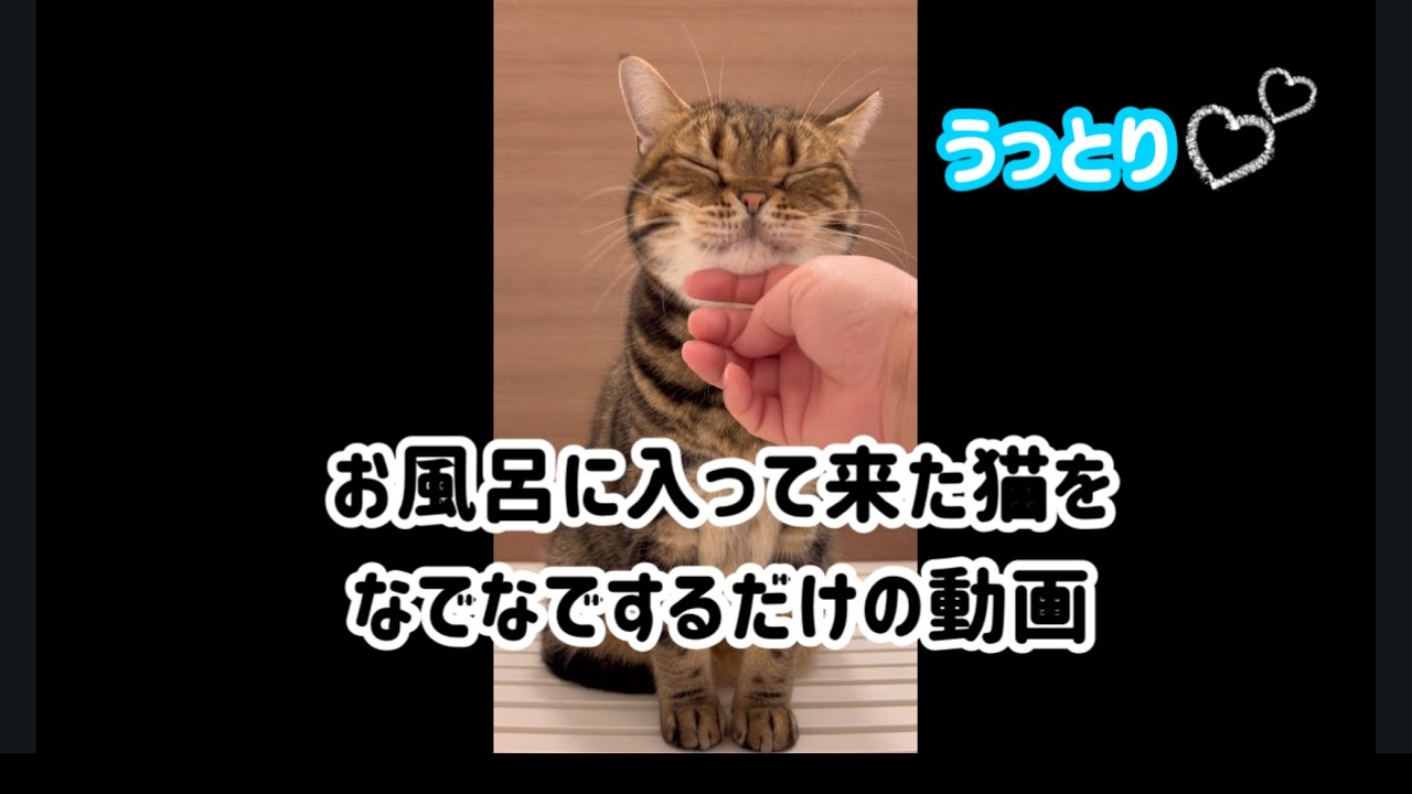 お風呂でなでなでされる猫