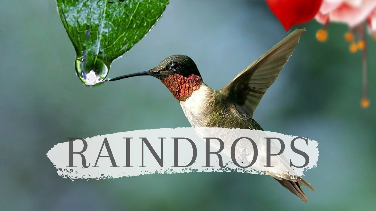 Raindrops | Wet Leaf | Droplet | Dewdrop | Rain | Weather | No Copyright Video | No Copyright Music