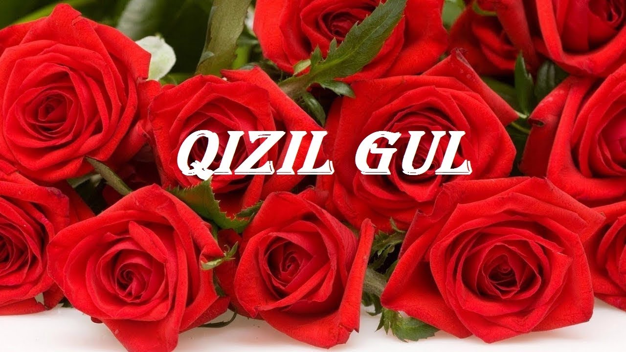 Қизил гүл - Qizil gul - Қызыл гүл - قىزىل گۈل - Красный цветок -  Uyghur Karaoke