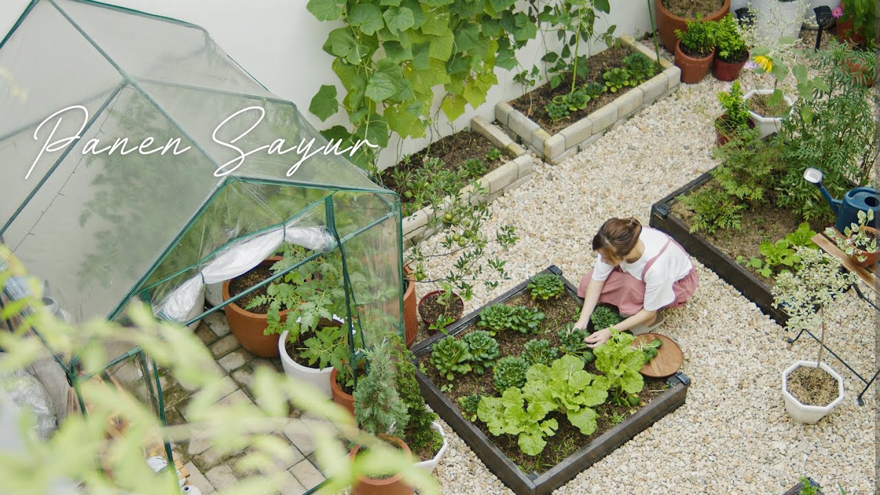 Memanen Berbagai Macam Sayur Yang Ditanam Di Raised Bed | Kangkung, Sawi Samhong, Sawi Pagoda