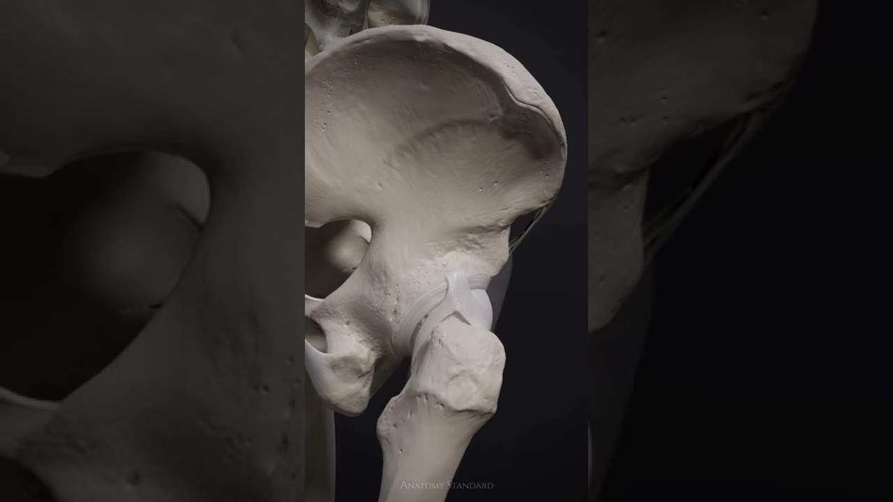The motion of the hip joint