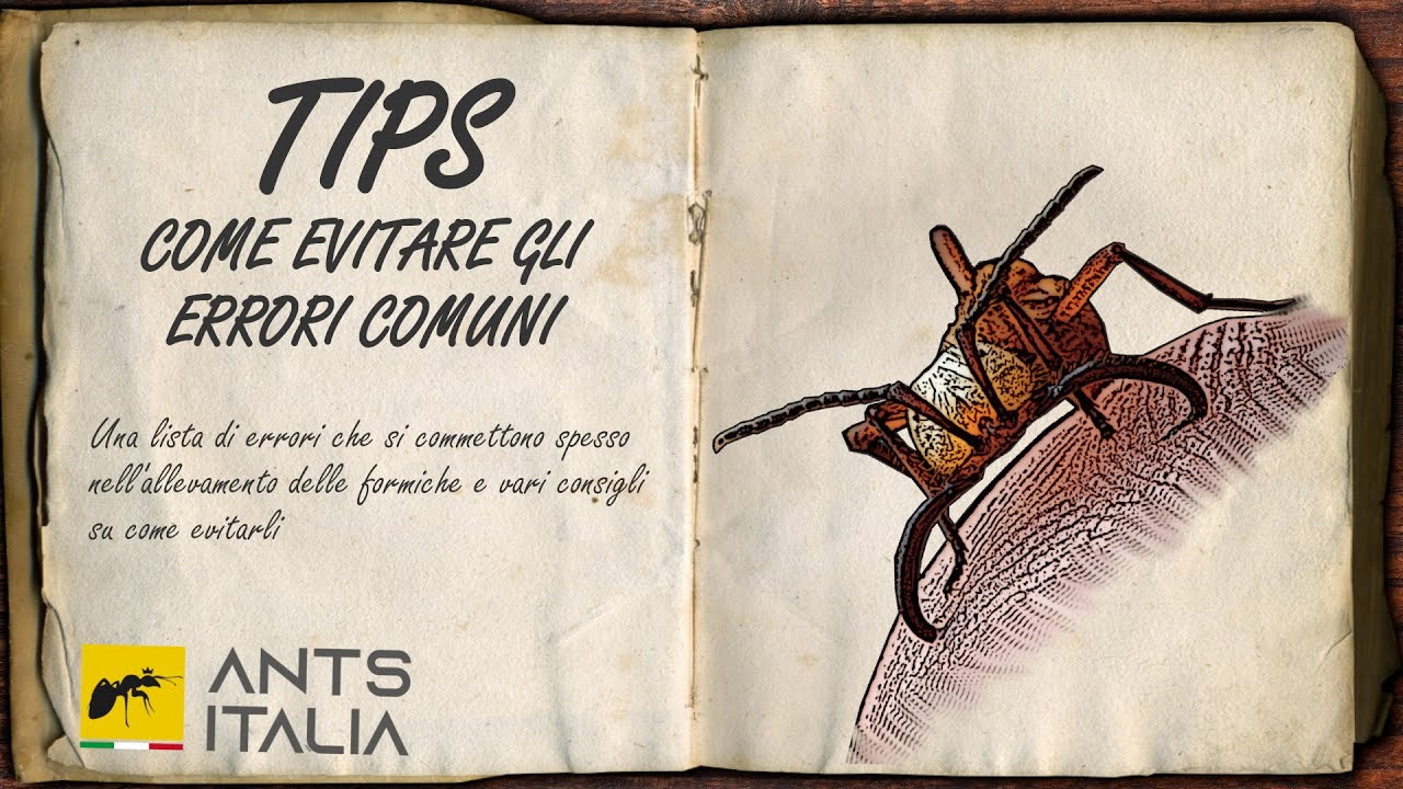 TIPS - I più Grandi Errori dell'Allevare Formiche