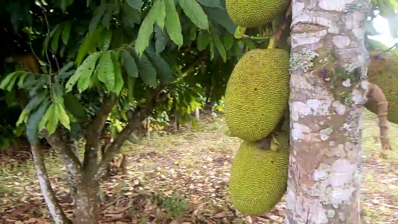 Real farming  #cocoa 0757941775