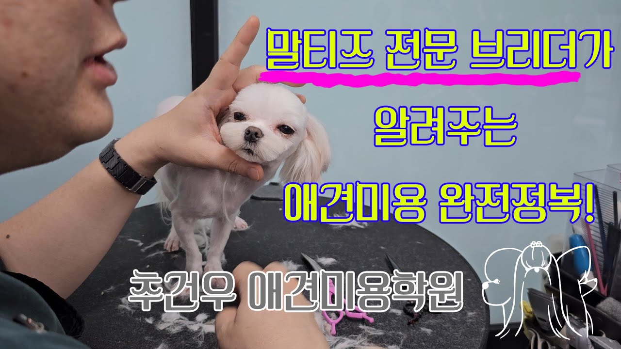 [#추건우애견미용학원 / PERSUAVIS] 말티즈 전체미용 무료 세미나 풀영상!