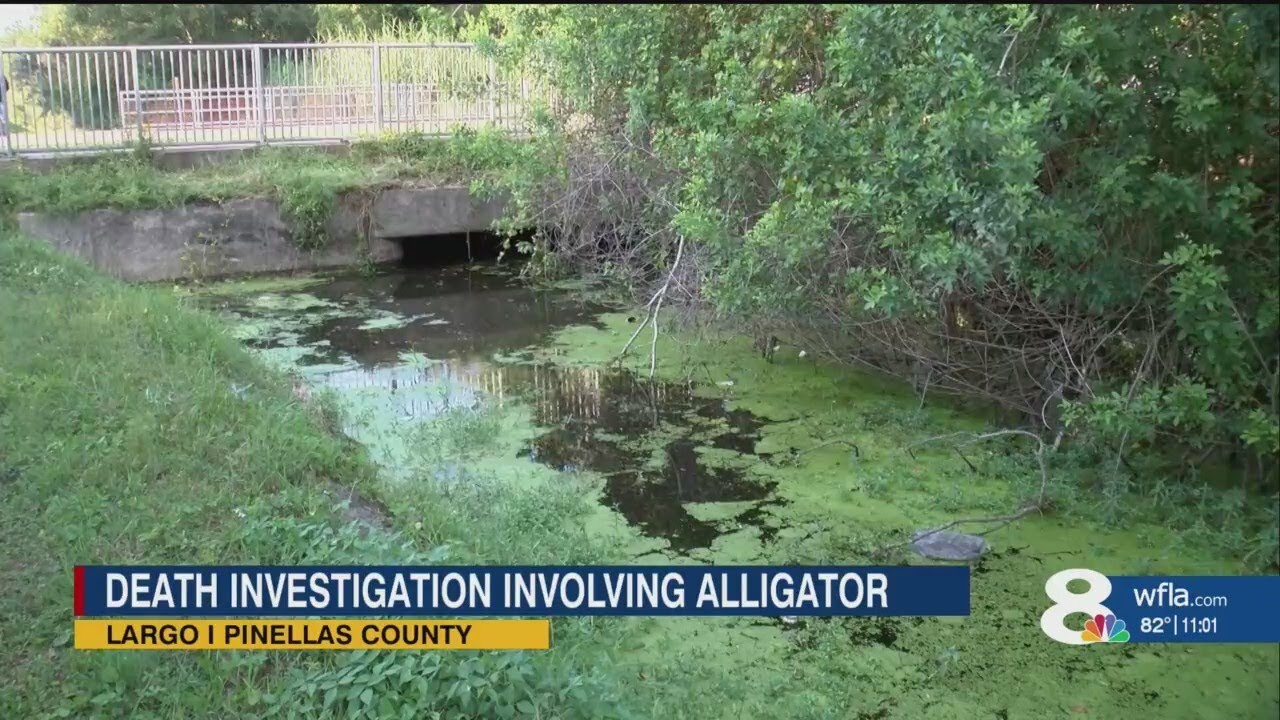 Witness recalls gruesome discovery of human remains, massive gator in Pinellas County waterway
