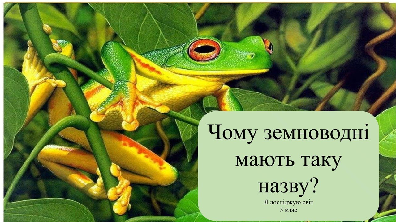 Урок 64 . Чому земневодні мають таку назву? Я досліджую світ 3 клас.