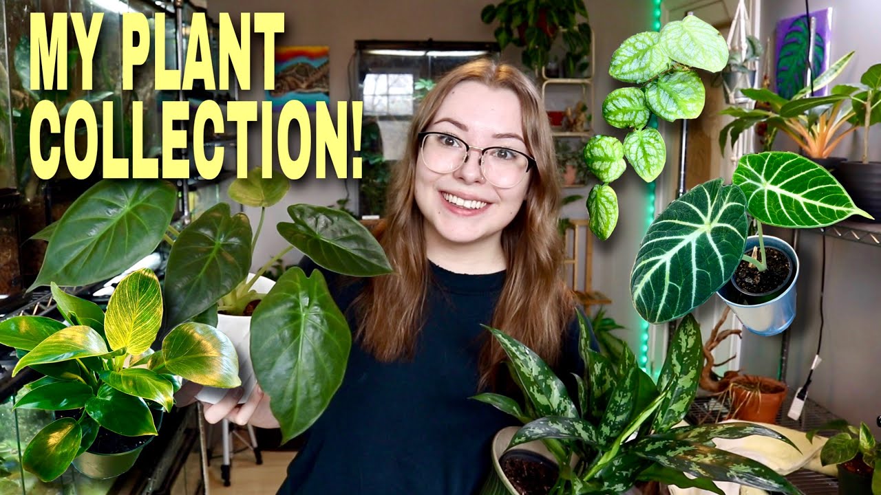 ALL OF MY HOUSE PLANTS! | Plant Collection Tour!